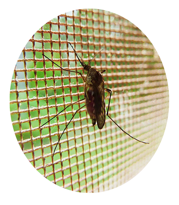 retractable screens protect from mosquitoes